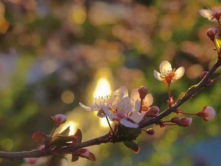 帧携芳华，校藏万象 计算机科学与技术学院校园摄影大赛作品展示